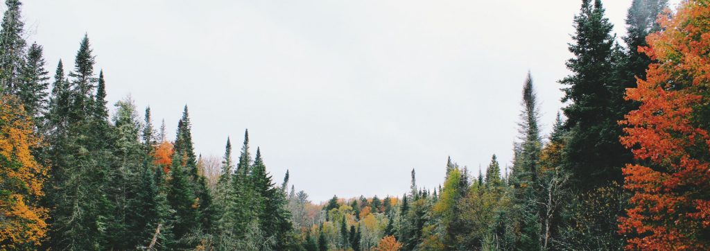 Trees and open sky